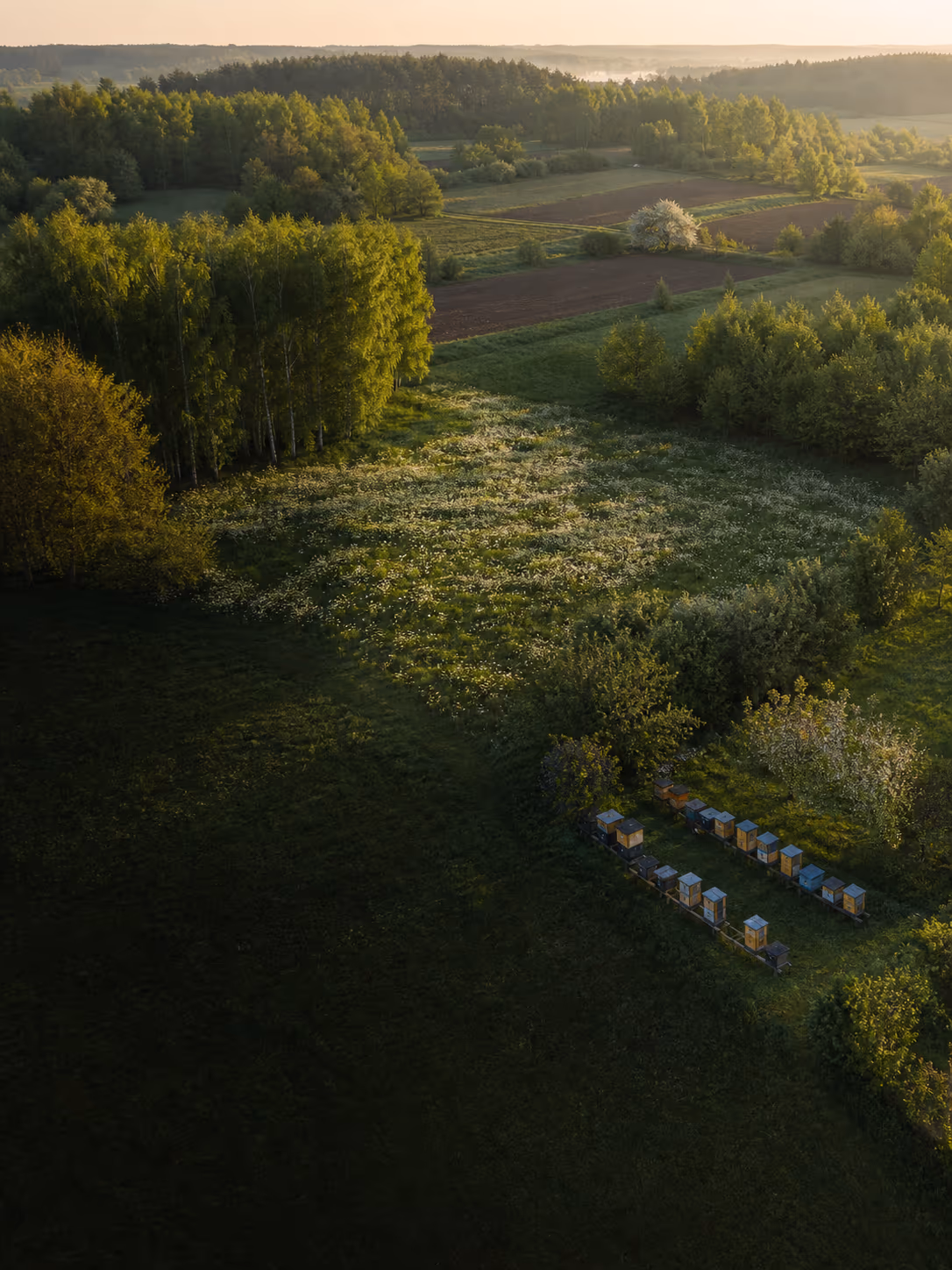 Nowa pasieka stacjonarna wśród pól, łąk i lasu